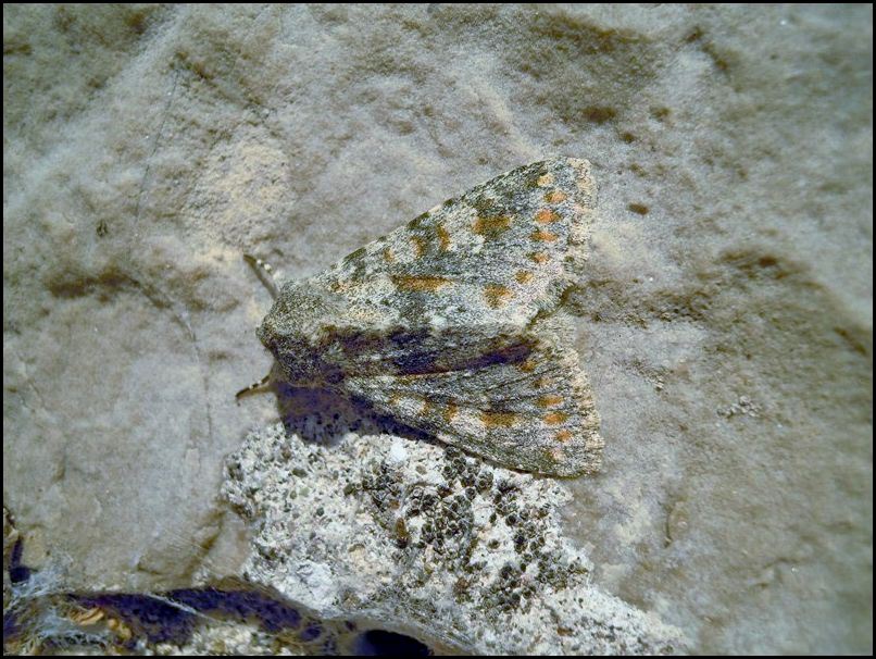 Polymixis rufocincta? S